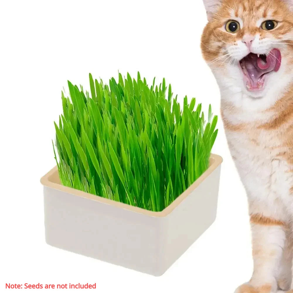 🌱 Conjunto de Cultivo de Grama para Gatos – Frescor, Saúde e Diversão em Casa!