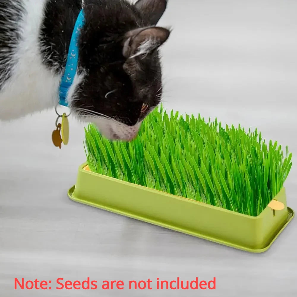 🌱 Conjunto de Cultivo de Grama para Gatos – Frescor, Saúde e Diversão em Casa!