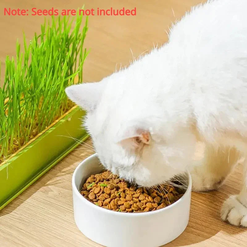🌱 Conjunto de Cultivo de Grama para Gatos – Frescor, Saúde e Diversão em Casa!